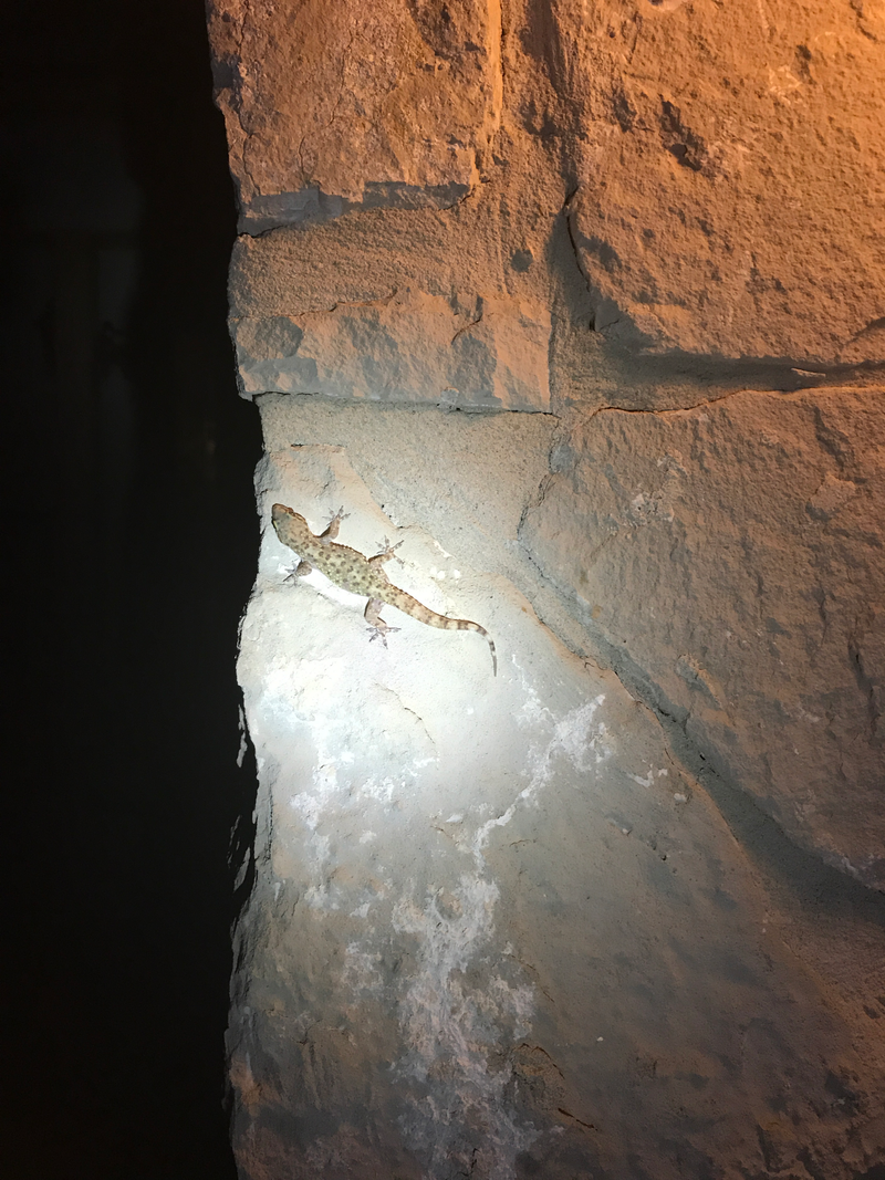 Illustration for article titled A Scorpion, Gecko, and Praying Mantis Are Having A Turf War On The Side Of My House
